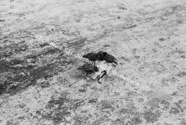 STARLINGS DEVOURING DEAD SEA GULL